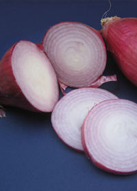 Allium 'Torpedo Red'